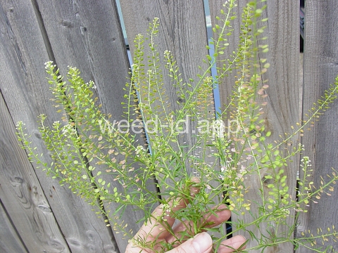 pepperweed, Virginia